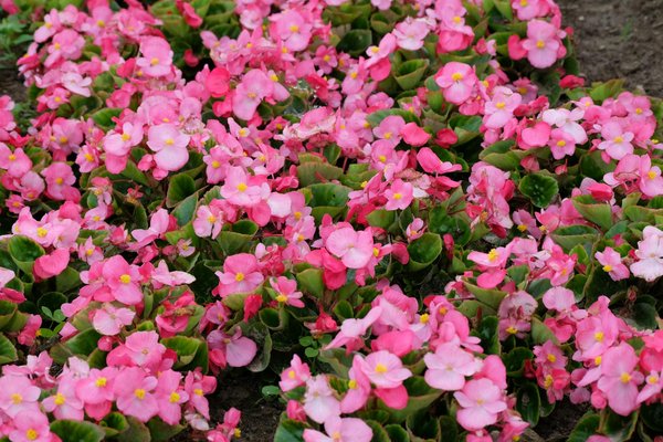 Découvrez les chevalets artisanaux pour tous les artistes