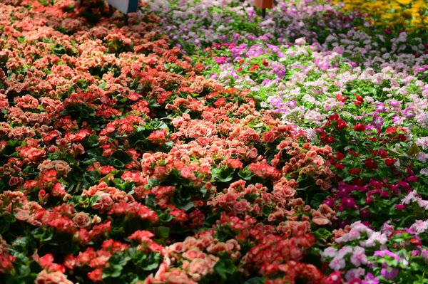 Trouver des spécialistes de la livraison de fleurs solidaires