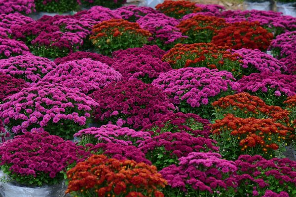 Porte de garage ou porte blindée à marseille : quel choix faire ?