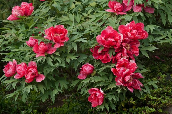 Conseils pratiques pour sublimer votre maison et jardin