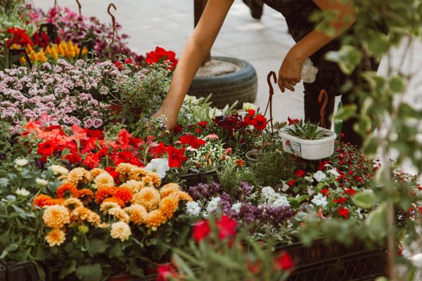Achat de plantes d'extérieur : votre guide pour un jardin parfait