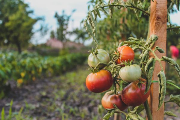 Découvrez les meilleures graines de tomates pour votre jardin