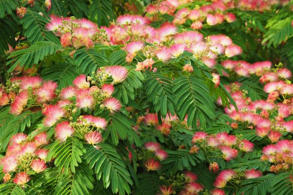 Les inconvénients méconnus de l'albizia à considérer