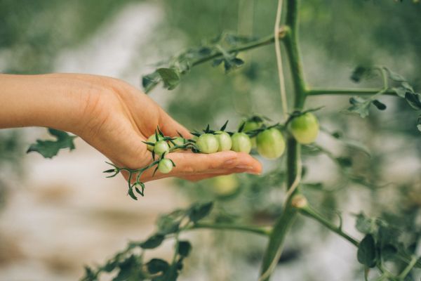 Quand semer les tomates en 2024 : le moment parfait à choisir